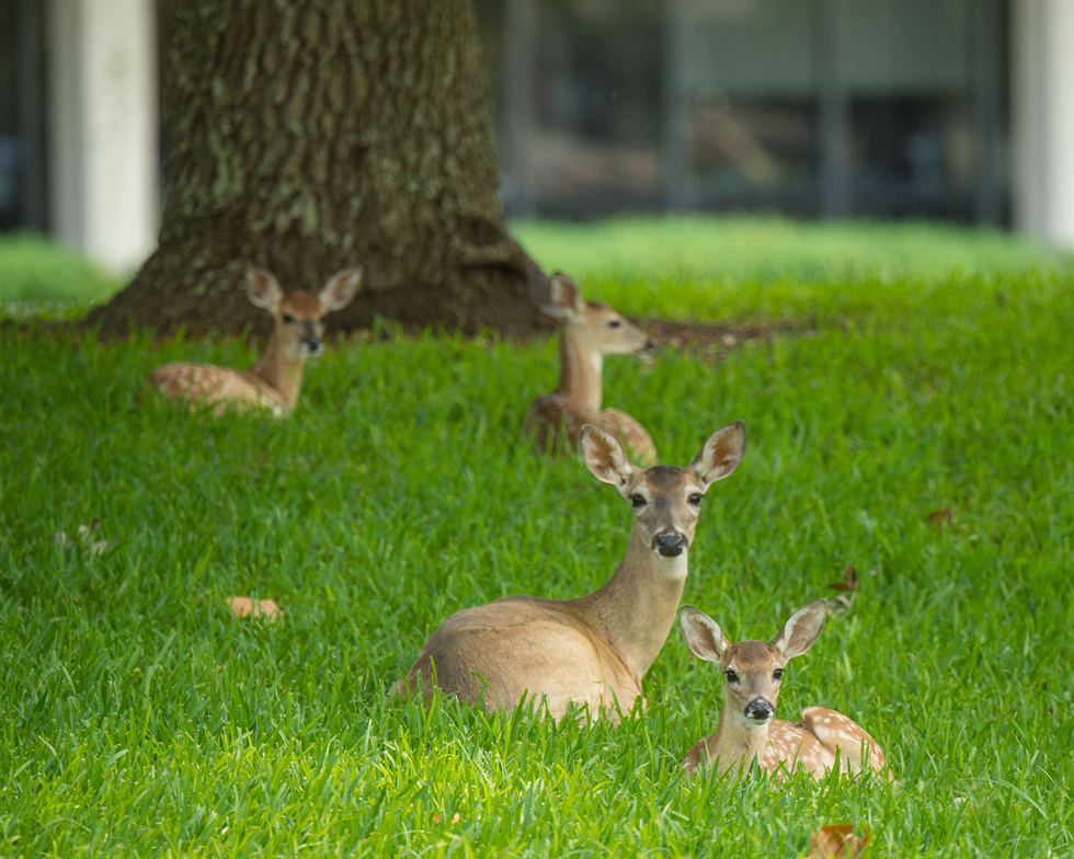 doe and fawn